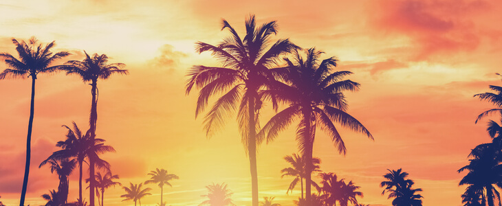 Palm trees during sundown