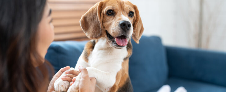 Portrait of beagle dog playing with Asian young woman on sofa in living room at cozy home. Pet and cute animal concept.